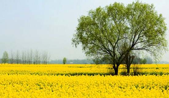 2017����꼉(j��)�����L(f��ng)������